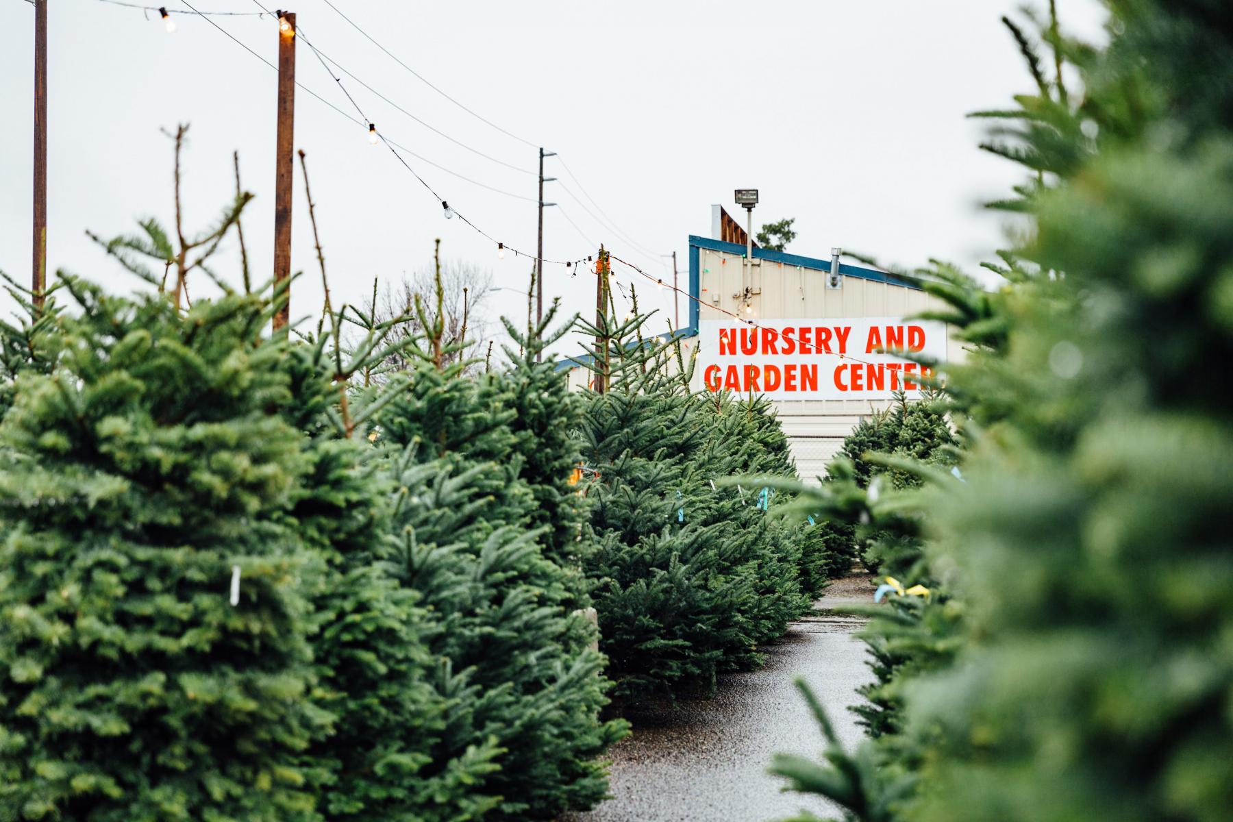 Freshcut Christmas Trees Seattle Area Carpinito Bros